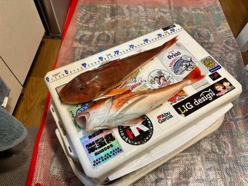 ホウボウの釣果