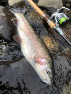 ニジマスの釣果