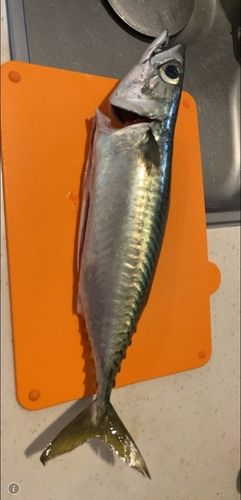 サバの釣果