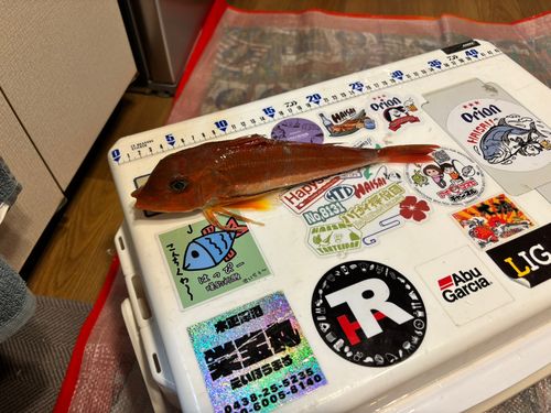 カナガシラの釣果
