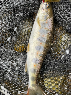 ヤマメの釣果
