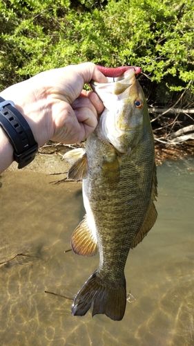 スモールマウスバスの釣果