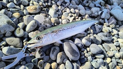 サゴシの釣果