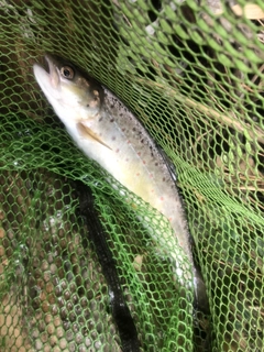 ブラウントラウトの釣果