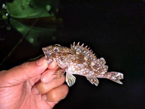 アラカブの釣果