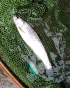 ブラウントラウトの釣果