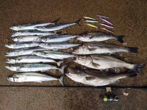 シーバスの釣果