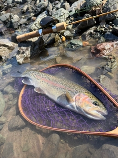 ニジマスの釣果