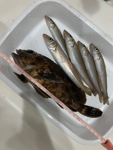 キスの釣果