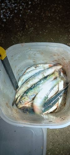 マイワシの釣果