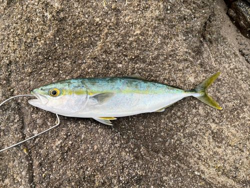ツバスの釣果