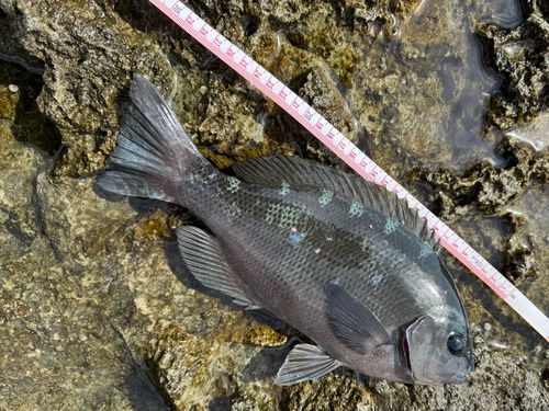 クチブトグレの釣果