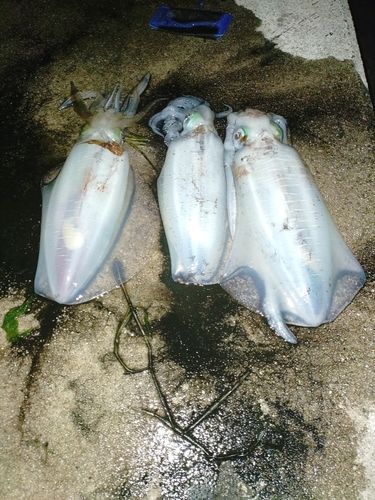 アオリイカの釣果