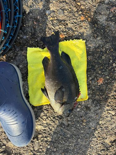 グレの釣果