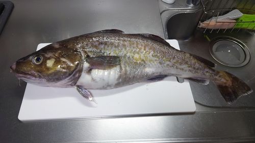 マダラの釣果