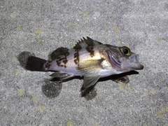 メバルの釣果