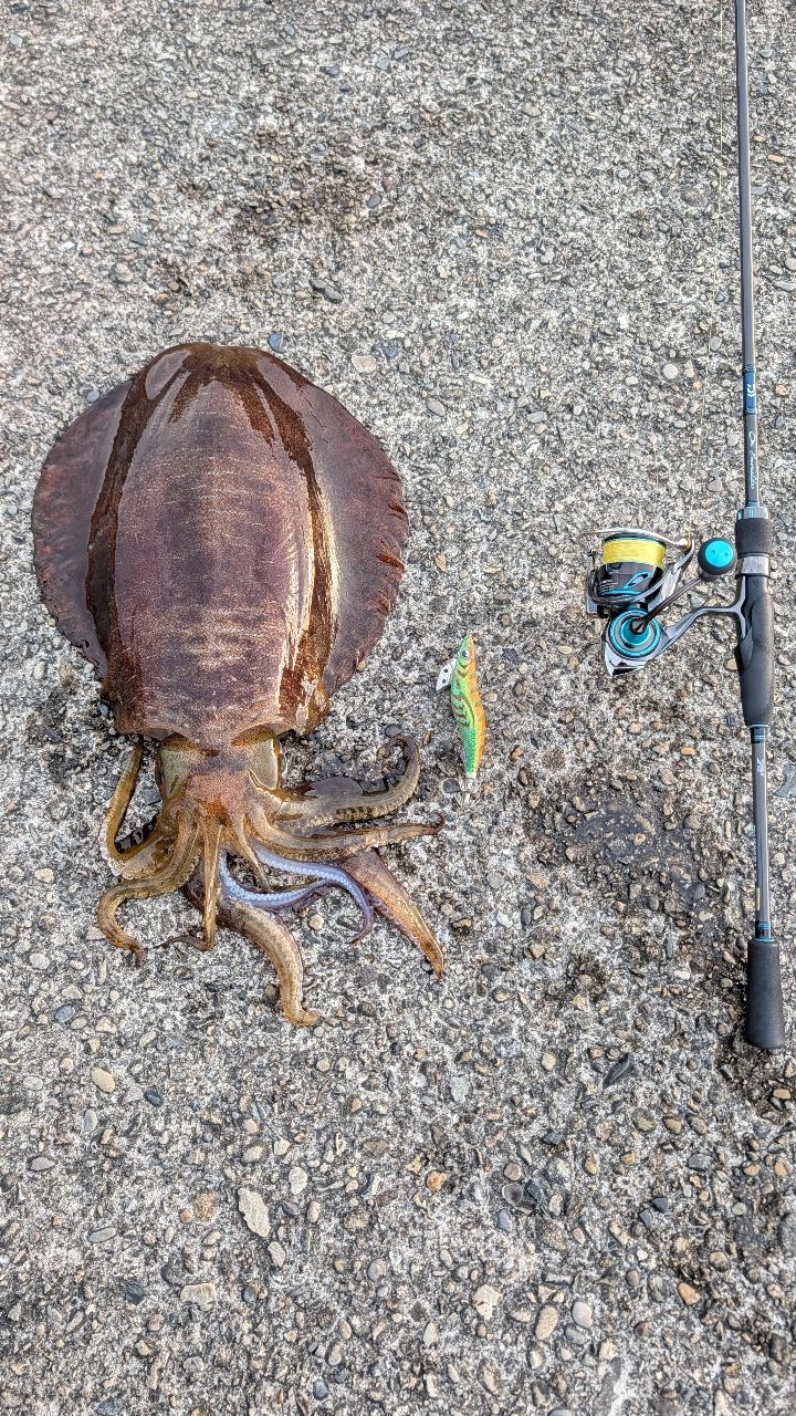 DAIWA 20エメラルダス AIR AGS 78Mの最安値・インプレ・釣果 | 本音の
