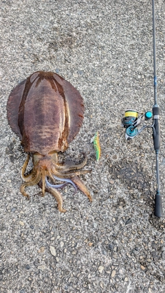 アオリイカの釣果