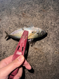 マアジの釣果