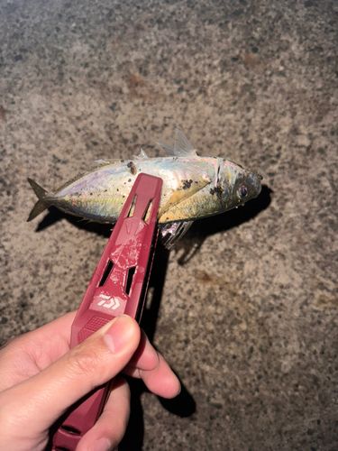 マアジの釣果