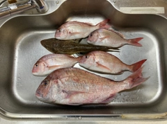 マダイの釣果
