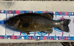 スモールマウスバスの釣果