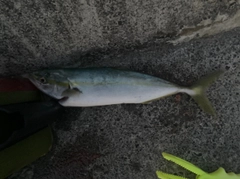ワカシの釣果