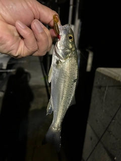 セイゴ（タイリクスズキ）の釣果