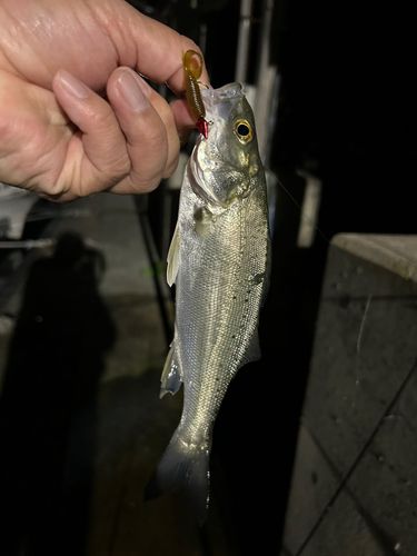 セイゴ（タイリクスズキ）の釣果