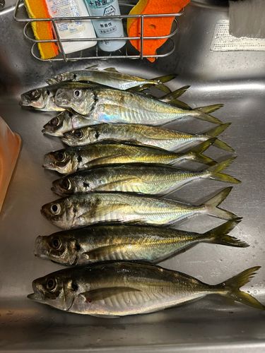 アジの釣果