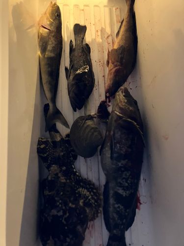 ホッケの釣果