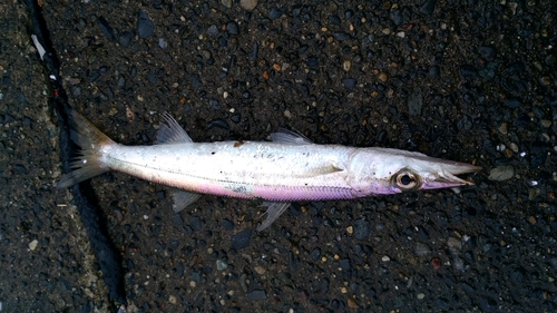 カマスの釣果