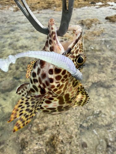 イシミーバイの釣果