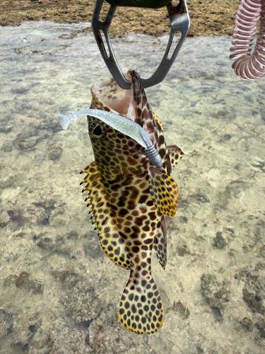 イシミーバイの釣果