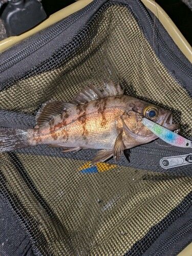 メバルの釣果