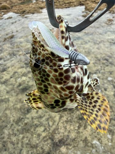 イシミーバイの釣果