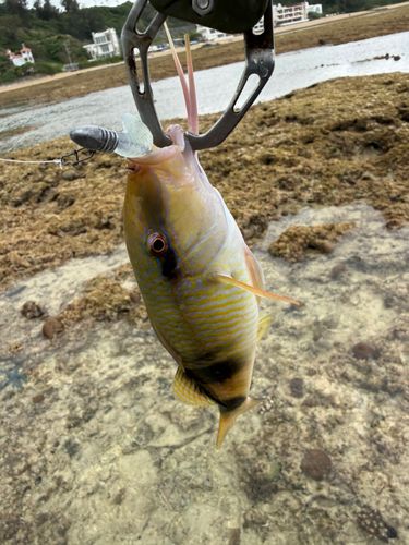 オジサンの釣果