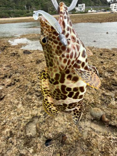 イシミーバイの釣果