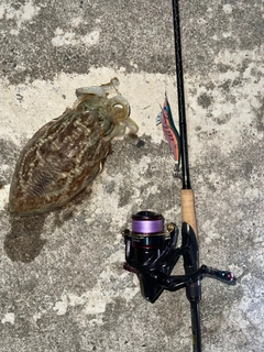 コウイカの釣果
