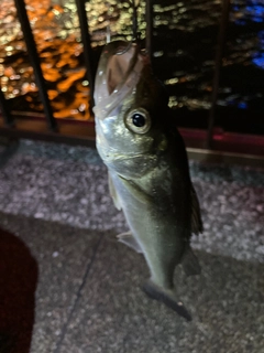 セイゴ（マルスズキ）の釣果