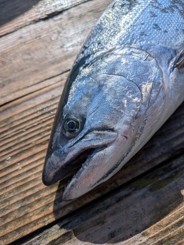 サクラマスの釣果