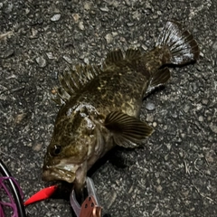 タケノコメバルの釣果