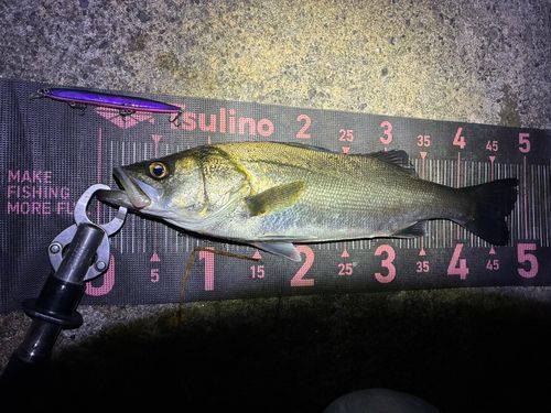 フッコ（マルスズキ）の釣果