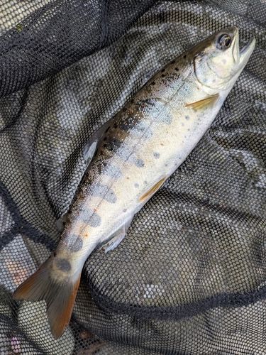 アマゴの釣果