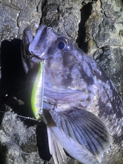 クロソイの釣果