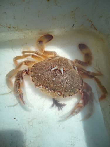 ワタリガニの釣果