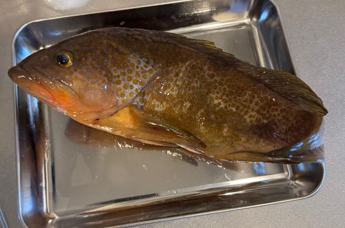 アコウの釣果