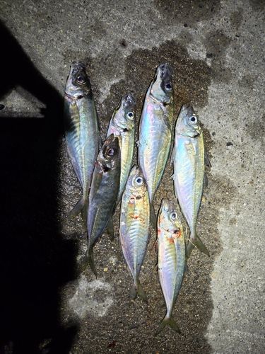 アジの釣果