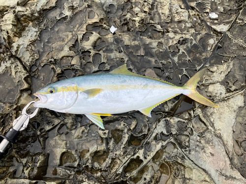 ヒラマサの釣果
