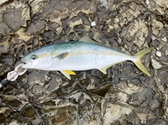 ヒラマサの釣果